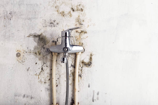 Best Bathroom Mold Remediation in St Ansgar, IA