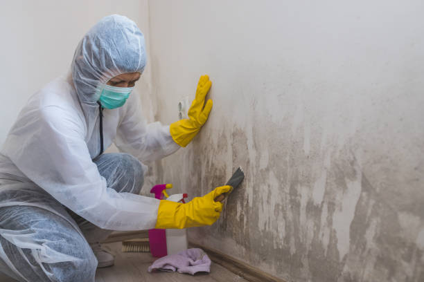 Best Kitchen Mold Remediation in St Ansgar, IA