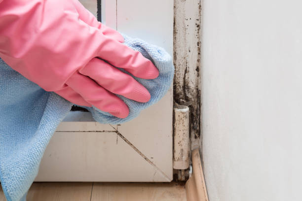 Best Residential Mold Remediation in St Ansgar, IA